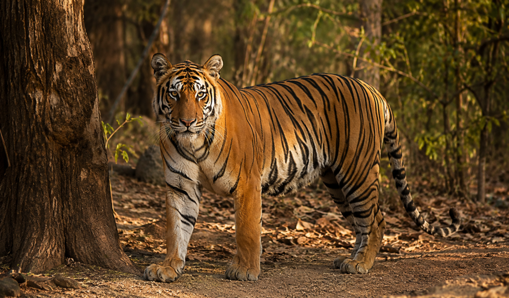 Family hotels in Mohan Zone Jim Corbett with spacious rooms and nature views