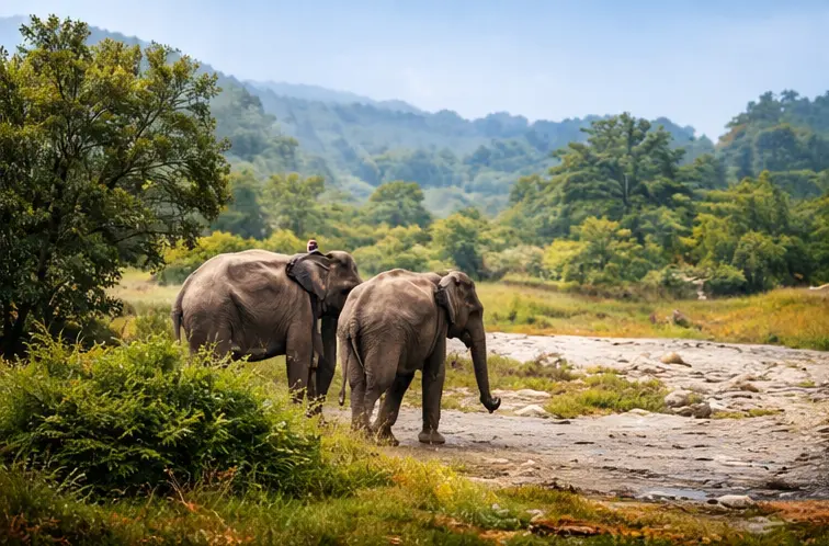 Jim Corbett Dhikala safari zone canter booking track