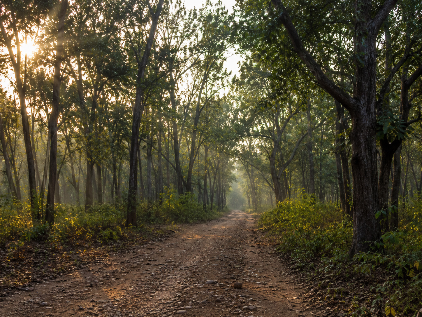 Jim Corbett Premium Taxi Service and Cab Booking
